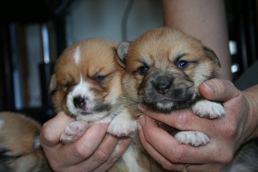 Puppies